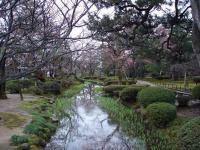 Blossom Lined Stream