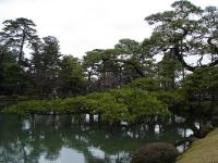 Karasaki Pine Tree