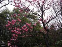 Kenrokuen Plum Blossoms