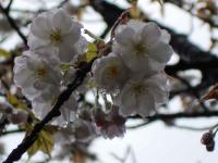 Cherry Blossoms