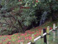 Tsubaki by the Waterfall