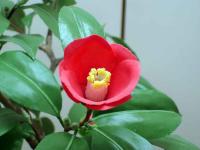 Candy Camellia