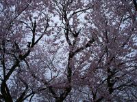 Sakura Blossoms