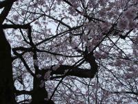 Sakura Branches