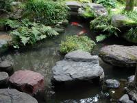 Japanese Koi