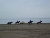 Horses on the Beach