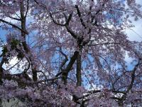 Sakura Tree