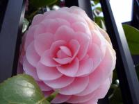 Pink Camellia