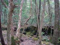 Japan Suicide Forest