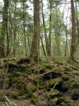 Japanese Suicide Forest