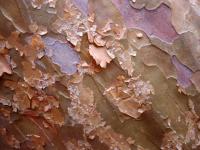 Orange Tree's Bark