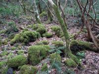 Mossy Trees