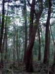 Twisty Trees in Aokigahara