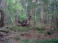 Devil Tree In the Distance