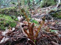 Fern in Aokigahara