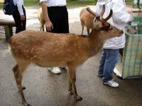 Nara Deer