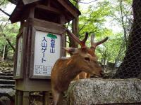 Nara Deer!!