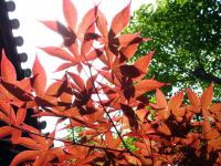 Shin-Yakushi-ji Maple Tree