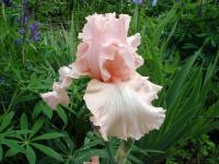 Peach Iris