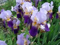 Giant Japanese Iris