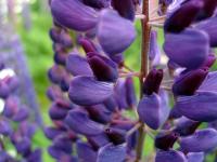 Earlobe Flower Close Up