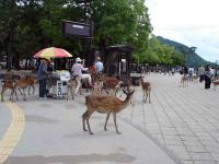 Miyajima Deer