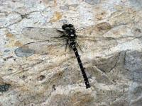 Giant Dragonfly