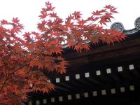 Maple Leaves at Daishoin