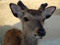 Inquisitive Deer