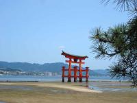 Itsukushima and Pine