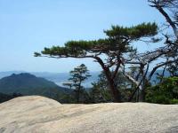 Pine Trees on Mt. Misen