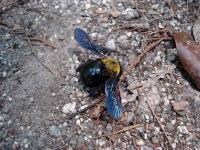 Injured Bumble bee