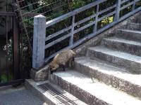 Japanese Raccoon