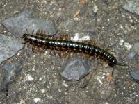 Millipede