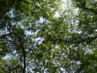 Trees Against the Sky