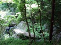 Trees and Boulders