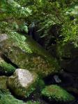 Mossy Ferny Boulders