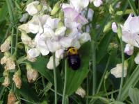 Flower and Bumble Bee