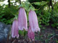 Pink Bells