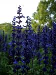 Purple Flowers