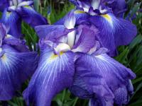 Japanese Iris