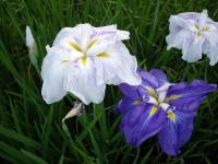 White and Purple Iris