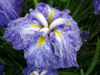 Speckled Iris