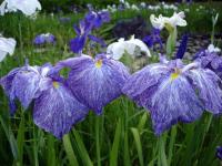 Speckled Iris - Side