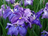 Frilly Iris