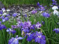 Japanese Irises