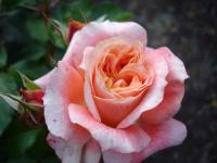 Peachy Pink Rose