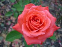 Reddish Rose