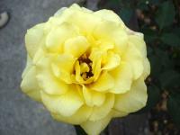 Yellow Rose