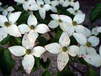 Japanese Flowers